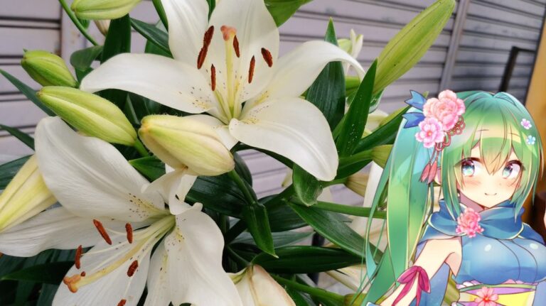 ユリの花言葉と花騎士と はなとお花と花騎士と