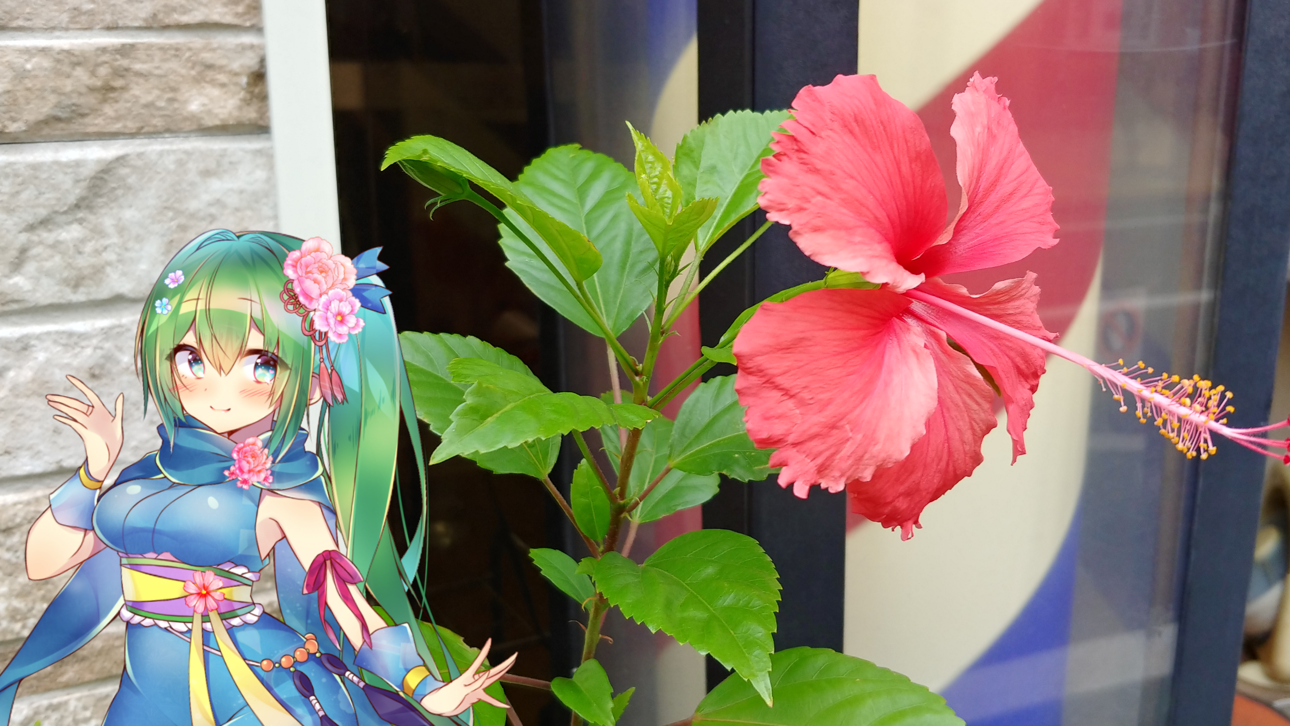 ハイビスカスの花言葉と花騎士と はなとお花と花騎士と