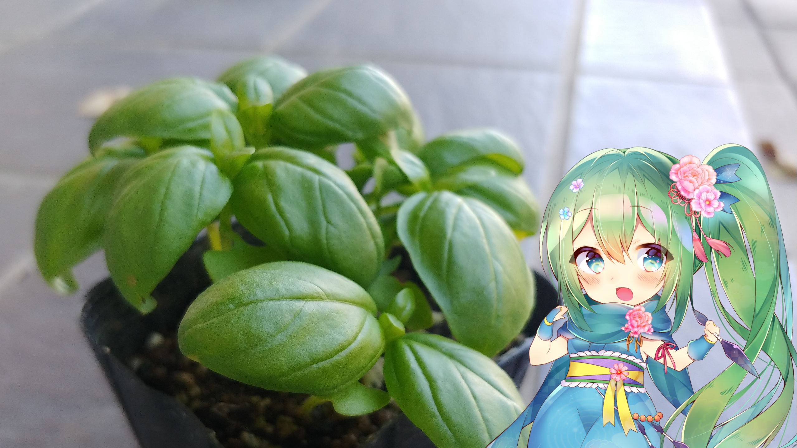 バジルの花言葉と花騎士と はなとお花と花騎士と