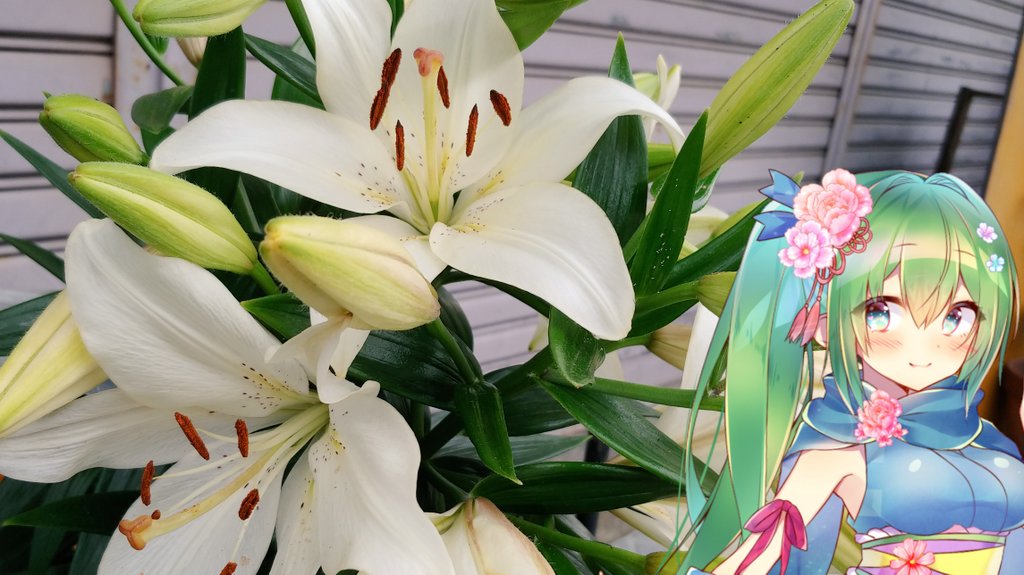 ユリの花言葉と花騎士と