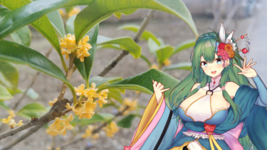 キンモクセイの花言葉と花騎士と。