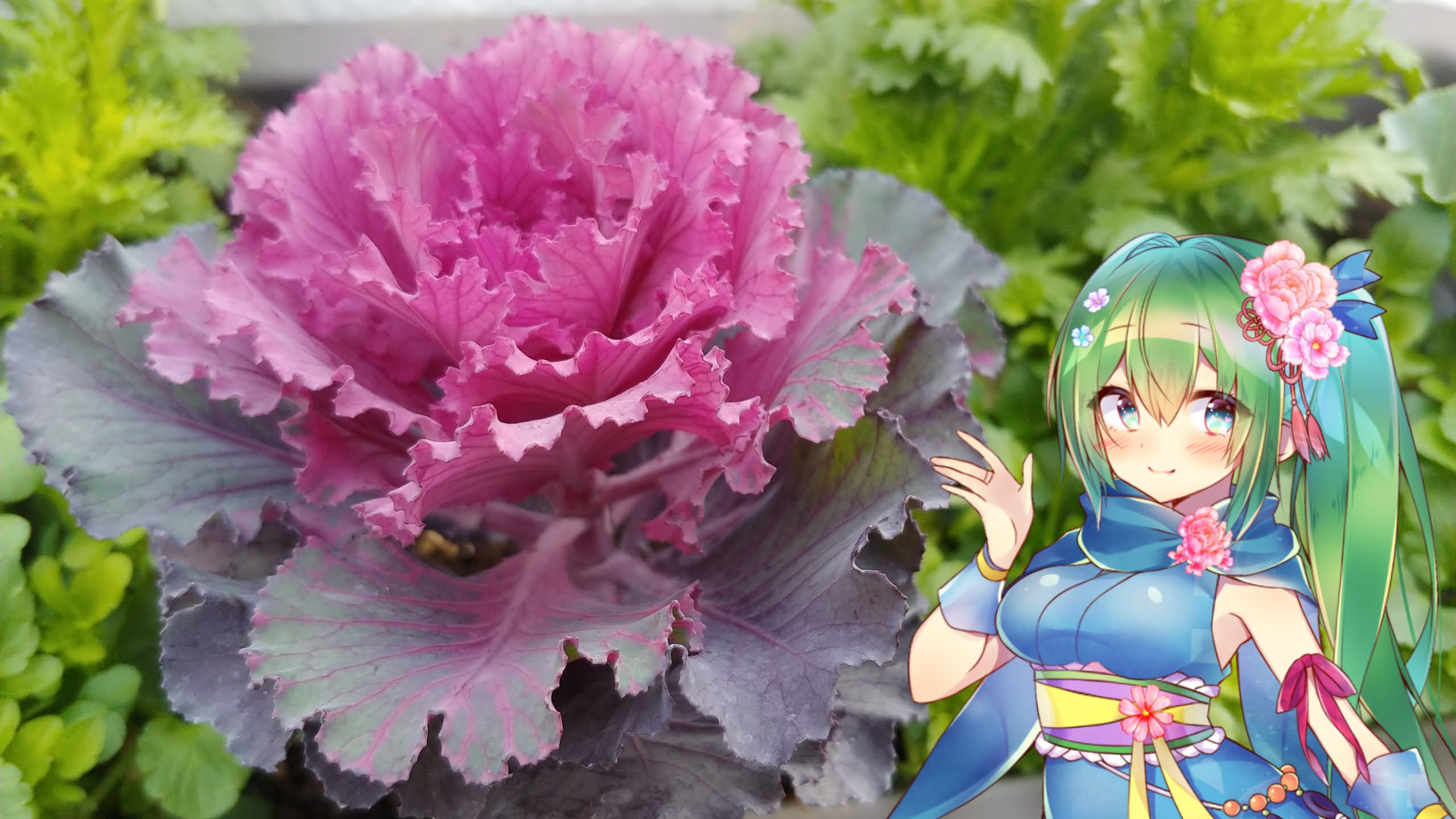 ハボタンの花言葉と花騎士と はなとお花と花騎士と