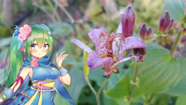 ホトトギスの花言葉と花騎士と。