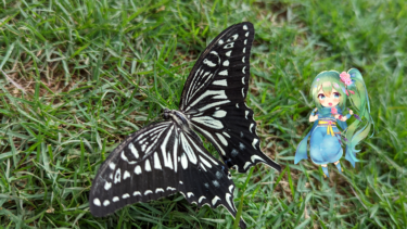 埼玉県北部でカブトムシがとれる場所！
