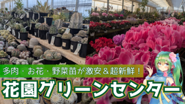 【埼玉・深谷】多肉植物＆お花の聖地！「花園グリーンセンター」が安くて新鮮すぎた…！地元VTuberが教える穴場スポット
