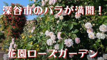 深谷市のバラが今、満開！地元民が通う「花園ローズガーデン」レポート【深谷市】