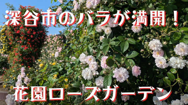 深谷市のバラが今、満開！地元民が通う「花園ローズガーデン」レポート【深谷市】